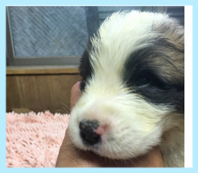 セントバーナード　オス　子犬販売の専門店　AngelWan　横浜