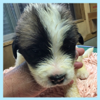 セントバーナード オス 子犬販売の専門店 AngelWan 横浜