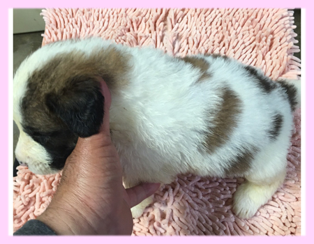 セントバーナード　メス　子犬販売の専門店　AngelWan　横浜