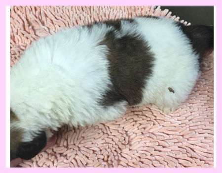 セントバーナード　メス　子犬販売の専門店　AngelWan　横浜