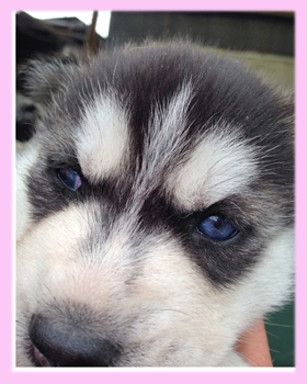 シベリアンハスキー　ブラック＆ホワイト　メス　子犬販売の専門店　AngelWan　横浜