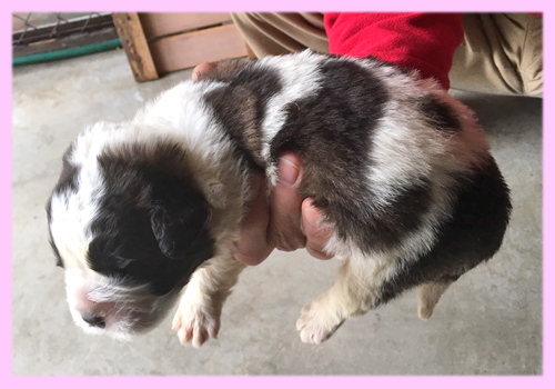 セントバーナード ブラウン&ホワイト メス 子犬販売の専門店 AngelWan 横浜