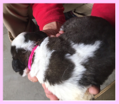 セントバーナード ブラウン&ホワイト メス 子犬販売の専門店 AngelWan 横浜