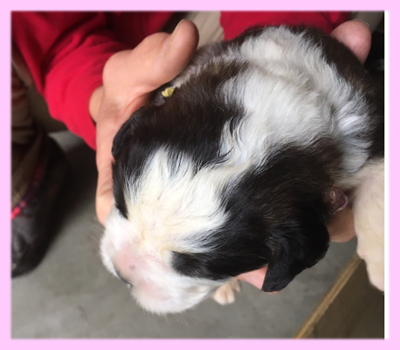 セントバーナード　ブラウン＆ホワイト　メス　子犬販売の専門店　AngelWan　横浜