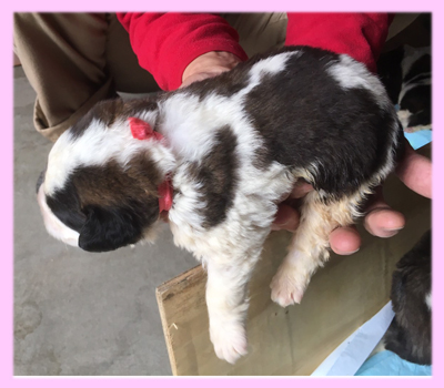 セントバーナード　ブラウン＆ホワイト　メス　子犬販売の専門店　AngelWan　横浜