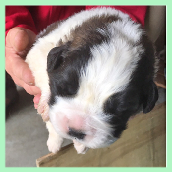 セントバーナード ブラウン&ホワイト 子犬販売の専門店 AngelWan 横浜