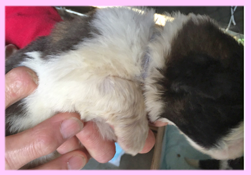 セントバーナード ブラウン&ホワイト メス 子犬販売の専門店 AngelWan 横浜