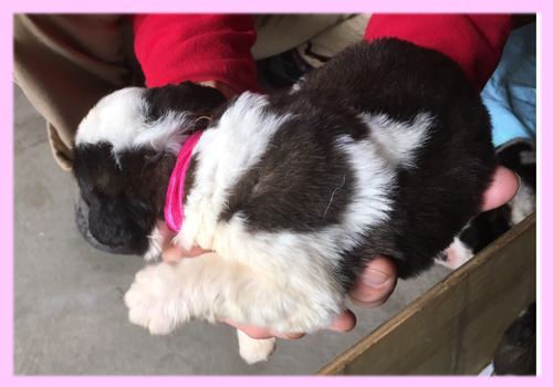 セントバーナード ブラウン&ホワイト メス 子犬販売の専門店 AngelWan 横浜