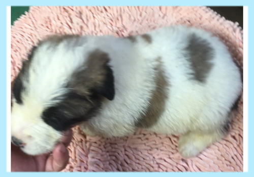 セントバーナード　オス　子犬販売の専門店　AngelWan　横浜