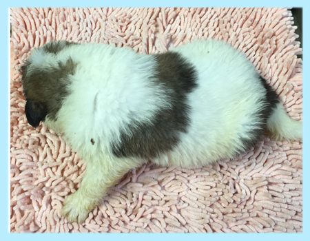 セントバーナード オス 子犬販売の専門店 AngelWan 横浜