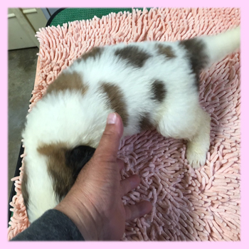 セントバーナード　メス　子犬販売の専門店　AngelWan　横浜