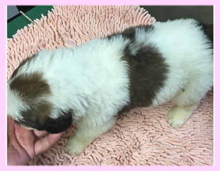 セントバーナード　メス　子犬販売の専門店　AngelWan　横浜