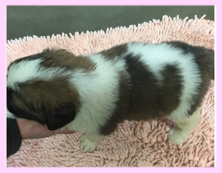 セントバーナード　メス　子犬販売の専門店　AngelWan　横浜