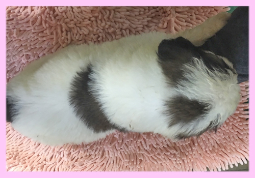 セントバーナード メス 子犬販売の専門店 AngelWan 横浜