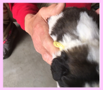 セントバーナード　ブラウン＆ホワイト　メス　子犬販売の専門店　AngelWan　横浜