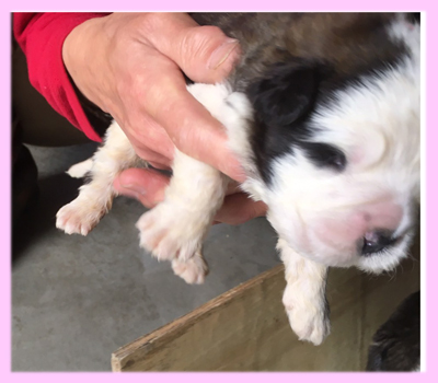 セントバーナード　ブラウン＆ホワイト　メス　子犬販売の専門店　AngelWan　横浜