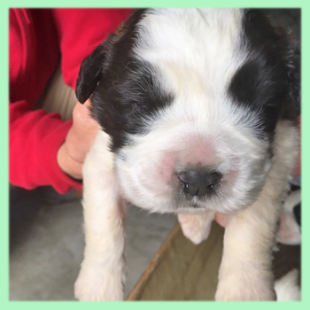 セントバーナード ブラウン&ホワイト 子犬販売の専門店 AngelWan 横浜