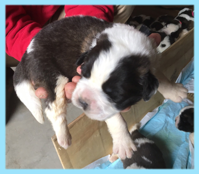 セントバーナード ブラウン&ホワイト オス 子犬販売の専門店 AngelWan 横浜