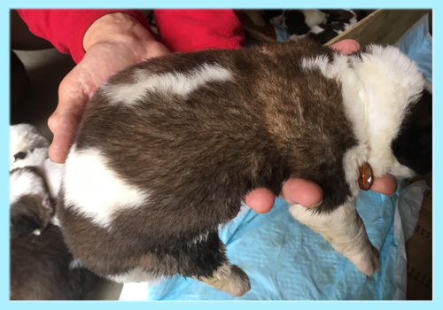 セントバーナード　ブラウン＆ホワイト　オス　子犬販売の専門店　AngelWan　横浜