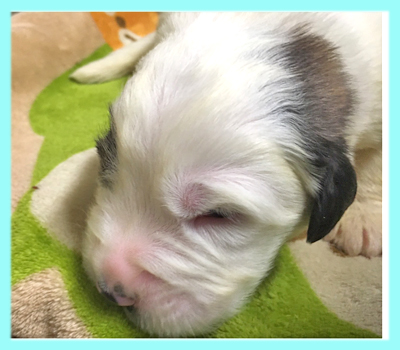 セントバーナード　ブラウン＆ホワイト　オス　子犬販売の専門店　AngelWan　横浜