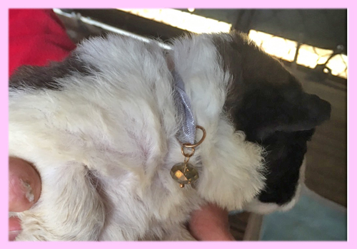 セントバーナード ブラウン&ホワイト メス 子犬販売の専門店 AngelWan 横浜