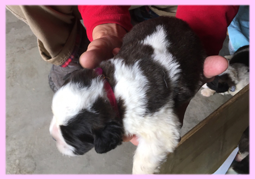 セントバーナード ブラウン&ホワイト メス 子犬販売の専門店 AngelWan 横浜