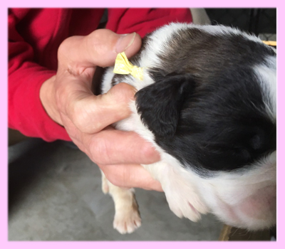 セントバーナード　ブラウン＆ホワイト　メス　子犬販売の専門店　AngelWan　横浜