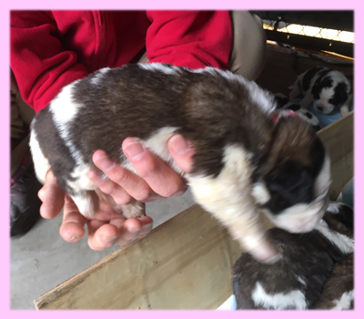 セントバーナード　ブラウン＆ホワイト　メス　子犬販売の専門店　AngelWan　横浜