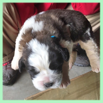 セントバーナード ブラウン&ホワイト 子犬販売の専門店 AngelWan 横浜