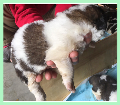 セントバーナード ブラウン&ホワイト 子犬販売の専門店 AngelWan 横浜