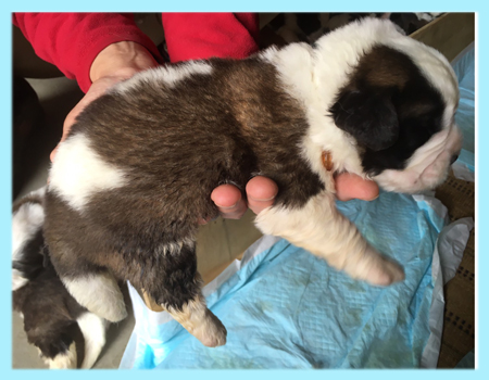 セントバーナード　ブラウン＆ホワイト　オス　子犬販売の専門店　AngelWan　横浜