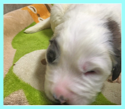 セントバーナード　ブラウン＆ホワイト　オス　子犬販売の専門店　AngelWan　横浜