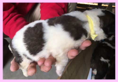 セントバーナード　ブラウン＆ホワイト　メス　子犬販売の専門店　AngelWan　横浜