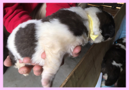 セントバーナード　ブラウン＆ホワイト　メス　子犬販売の専門店　AngelWan　横浜