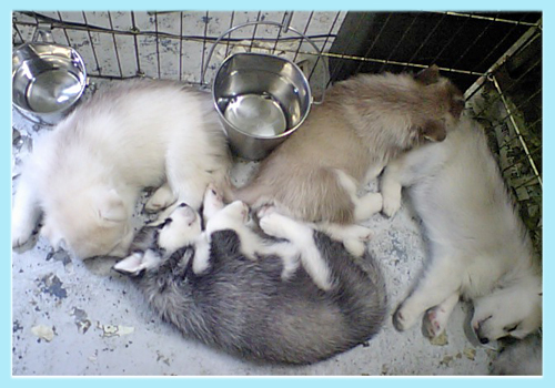 シベリアンハスキー　子犬販売の専門店　AngelWan　横浜