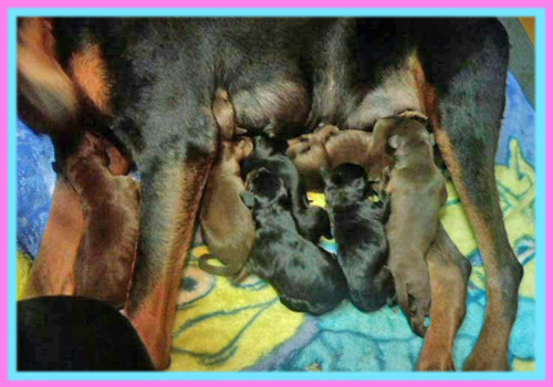 ドーベルマン　子犬販売の専門店　AngelWan　横浜