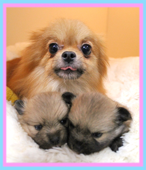 ポメラニアン　子犬販売の専門店　AngelWan　横浜