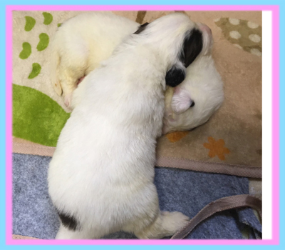 セントバーナード　子犬販売の専門店　AngelWan　横浜