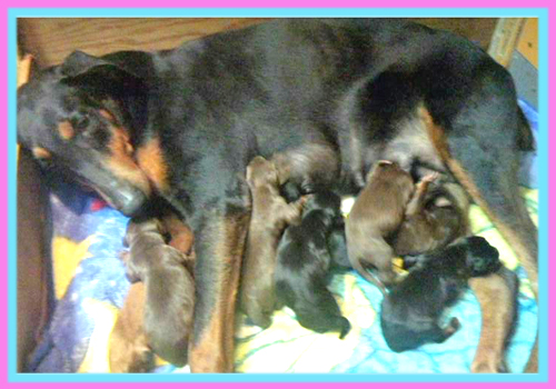 ドーベルマン　子犬販売の専門店　AngelWan　横浜