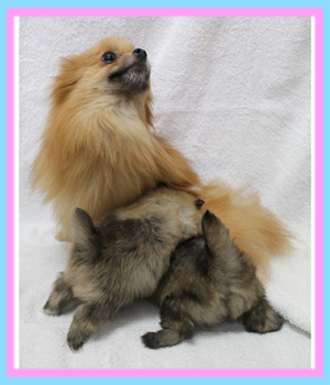 ポメラニアン　子犬販売の専門店　AngelWan　横浜