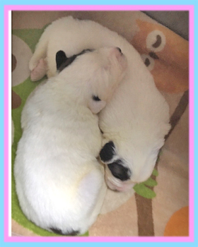 セントバーナード　子犬販売の専門店　AngelWan　横浜