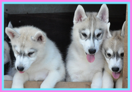 シベリアンハスキー　シルバー＆ホワイト　子犬販売の専門店　AngelWan　横浜