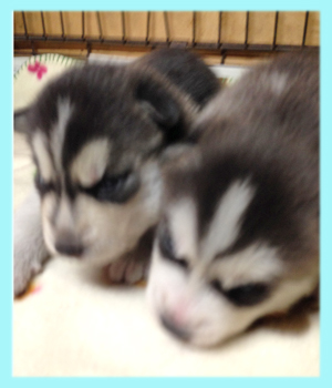 シベリアンハスキー ブラック&ホワイト オス 子犬販売の専門店 AngelWan 横浜