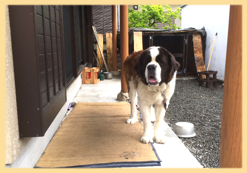 セントバーナード 両親 子犬販売の専門店 AngelWan 横浜