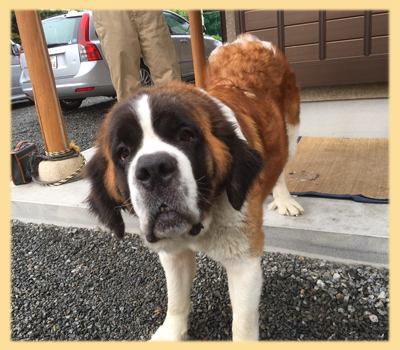 セントバーナード 両親 子犬販売の専門店 AngelWan 横浜