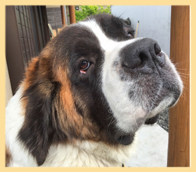セントバーナード 両親 子犬販売の専門店 AngelWan 横浜