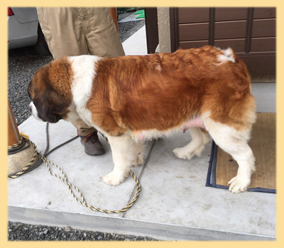 セントバーナード 両親 子犬販売の専門店 AngelWan 横浜