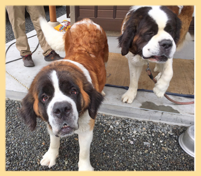 セントバーナード 両親 子犬販売の専門店 AngelWan 横浜