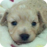 ミックス マルプー アプリコット オス 子犬販売の専門店 AngelWan 横浜