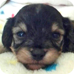 ミックス　マルプー　ブラック＆タン　オス　子犬販売の専門店　AngelWan　横浜